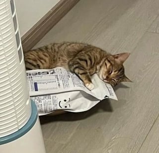 Illustration de l'article : 15 photos drôles de chats qui sont fidèles à leur réputation