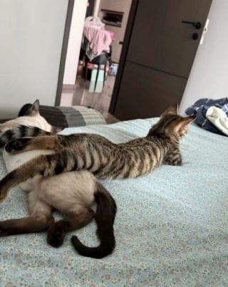 Illustration de l'article : 15 photos drôles de chats qui sont fidèles à leur réputation