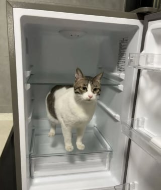 Illustration de l'article : 15 photos drôles de chats qui sont fidèles à leur réputation