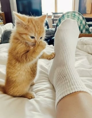 Illustration de l'article : 15 photos drôles de chats qui sont fidèles à leur réputation