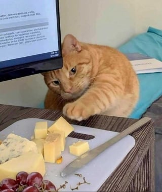 Illustration de l'article : 15 photos drôles de chats qui sont fidèles à leur réputation