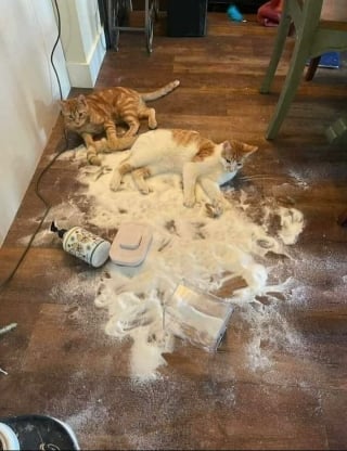Illustration de l'article : 15 photos drôles de chats qui sont fidèles à leur réputation