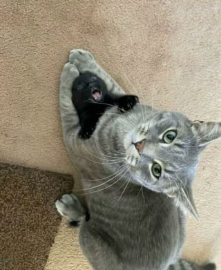 Illustration de l'article : 15 photos drôles de chats qui sont fidèles à leur réputation