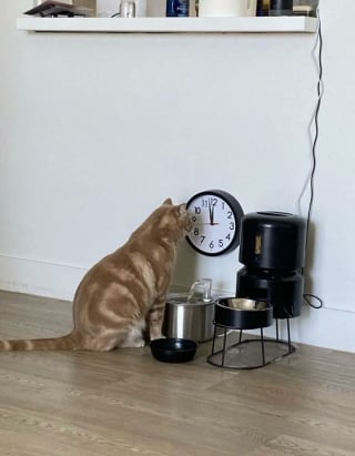 Illustration de l'article : 15 photos drôles de chats qui sont fidèles à leur réputation