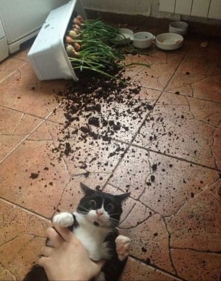 Illustration de l'article : 15 photos drôles de chats qui sont fidèles à leur réputation