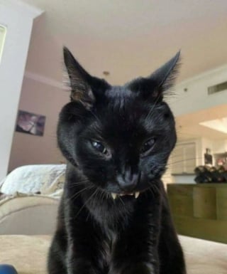 Illustration de l'article : 15 photos drôles de chats qui sont fidèles à leur réputation