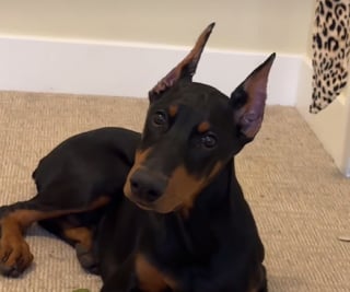 Illustration de l'article : Ce Doberman déteste la douche, alors son maître décide de se mouiller avec lui pour le rassurer (vidéo)