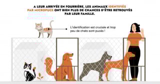Illustration de l'article : Première grande enquête sur l’abandon animal, la SPA et la Fondation Affinity révèlent 5 pistes pour agir durablement