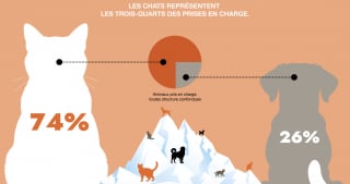Illustration de l'article : Première grande enquête sur l’abandon animal, la SPA et la Fondation Affinity révèlent 5 pistes pour agir durablement