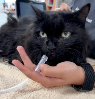 Illustration de l'article : Leur rendez-vous en amoureux se termine aux urgences vétérinaires, mais ils ont sauvé ce chat en détresse (vidéo)