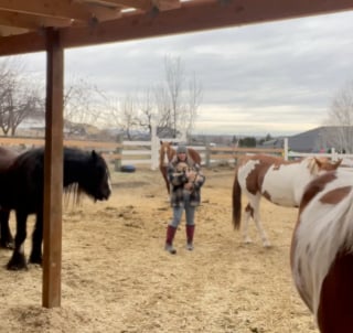 Illustration de l'article : "Au début, elle avait peur de lui, maintenant ils sont inséparables", face à un cheval deux fois plus grand qu’elle, cette jeune Golden Retriever trouve un ami pour la vie (vidéo)