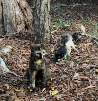 Illustration de l'article : Reconnaissante pour l’aide que cette femme lui apporte, une chatte errante décide de la remercier en lui présentant ses chatons (vidéo)