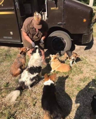 Illustration de l'article : 15 photos des animaux les plus mignons rencontrés par des chauffeurs livreurs lors de leurs tournées