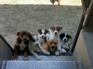 Illustration de l'article : 15 photos des animaux les plus mignons rencontrés par des chauffeurs livreurs lors de leurs tournées