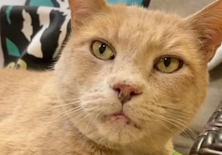 Illustration de l'article : Ce chat sénior atteint de multiples problèmes de santé vient de recevoir une belle nouvelle après plus d’une année d’allers-retours à la clinique vétérinaire