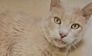 Illustration de l'article : Ce chat sénior atteint de multiples problèmes de santé vient de recevoir une belle nouvelle après plus d’une année d’allers-retours à la clinique vétérinaire