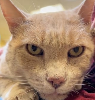 Illustration de l'article : Ce chat sénior atteint de multiples problèmes de santé vient de recevoir une belle nouvelle après plus d’une année d’allers-retours à la clinique vétérinaire