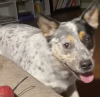Illustration de l'article : Trop loin pour attraper le jouet, cette maîtresse feint la paresse et son chien fait tout pour la faire jouer (vidéo)