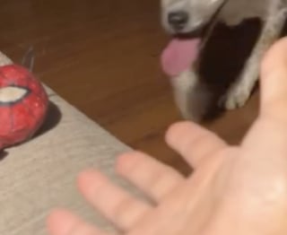 Illustration de l'article : Trop loin pour attraper le jouet, cette maîtresse feint la paresse et son chien fait tout pour la faire jouer (vidéo)