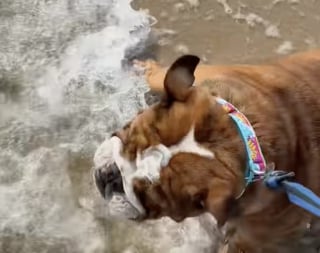 Illustration de l'article : Sable, eau salée, vague, ce Bulldog découvre la plage pour la première fois de sa vie et savoure chaque instant (vidéo)
