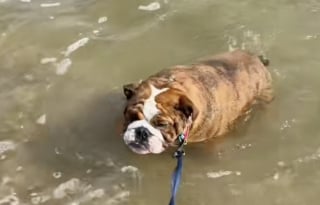 Illustration de l'article : Sable, eau salée, vague, ce Bulldog découvre la plage pour la première fois de sa vie et savoure chaque instant (vidéo)