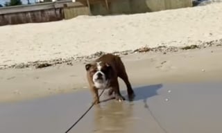 Illustration de l'article : Sable, eau salée, vague, ce Bulldog découvre la plage pour la première fois de sa vie et savoure chaque instant (vidéo)