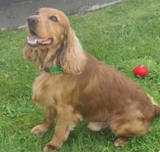 Illustration de l'article : Le sort d'un Cocker utilisé comme chien de thérapie dans une prison de haute sécurité suscite une vague d'indignation qui débouche sur sa libération
