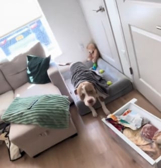 Illustration de l'article : Un Pitbull soi-disant "agressif" se soucie davantage de sa sieste que de l'arrivée d'un "intrus" (vidéo)