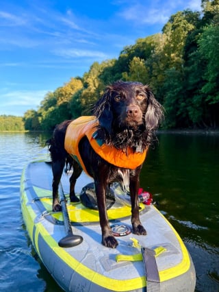 Illustration de l'article : Trop gourmand, leur chien s'intoxique avec les cendres provenant d'une incinération