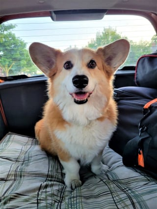 Illustration de l'article : La réaction instinctive d’un Corgi, qui sauve la vie de sa maîtresse victime d’une chute violente dans la rue