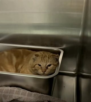 Illustration de l'article : Ce chat de refuge qui suppliait qu’on ne le laisse pas seul dans sa cage a ému jusqu’à trouver l’amour (vidéo)