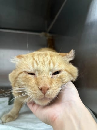 Illustration de l'article : Ce chat de refuge qui suppliait qu’on ne le laisse pas seul dans sa cage a ému jusqu’à trouver l’amour (vidéo)