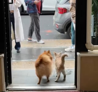 Illustration de l'article : Tous les jours, ce chat se glisse dans une boutique pour jouer avec son meilleur ami canin (vidéo) 