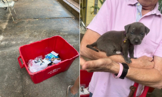 Illustration de l'article : Un chiot blessé et abandonné dans une cour trouve du réconfort auprès d’une Golden Retriever au grand cœur