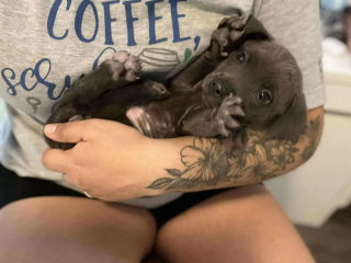 Illustration de l'article : Un chiot blessé et abandonné dans une cour trouve du réconfort auprès d’une Golden Retriever au grand cœur