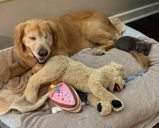 Illustration de l'article : Un chiot blessé et abandonné dans une cour trouve du réconfort auprès d’une Golden Retriever au grand cœur