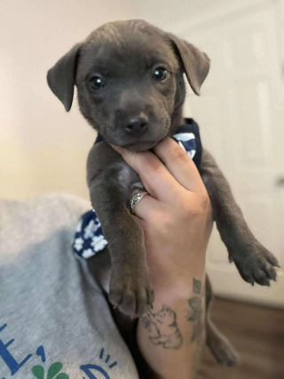 Illustration de l'article : Un chiot blessé et abandonné dans une cour trouve du réconfort auprès d’une Golden Retriever au grand cœur