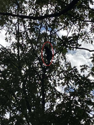 Illustration de l'article : Un chaton effrayé et réfugié dans un arbre espérait juste qu'on le sauve, une passante a fait bien plus que cela