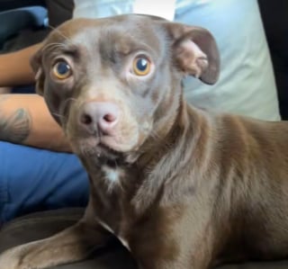 Illustration de l'article : Ce chien issu d’un croisement entre un Chihuahua et un Pitbull a une apparence unique (vidéo) 