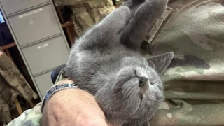 Illustration de l'article : Après avoir trouvé une chatte errante lors d’une mission à l’étranger, ce soldat met tout en oeuvre pour la ramener chez lui et lui offrir une belle vie