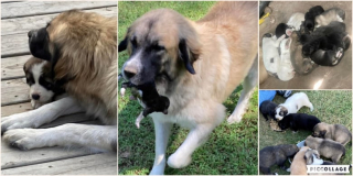 Illustration de l'article : Après avoir connu la rue puis la vie en famille d’accueil avec ses 15 chiots, cette chienne découvre enfin le bonheur d’être aimée et protégée