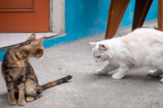 Illustration de l'article : 7 raisons pour lesquelles les chats courent après leur queue