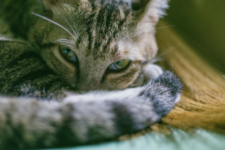 Illustration de l'article : 7 raisons pour lesquelles les chats courent après leur queue