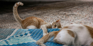 Illustration de l'article : 7 raisons pour lesquelles les chats courent après leur queue