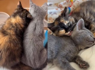 Illustration de l'article : Restées inséparables depuis leur sauvetage, ces deux chatonnes vont parcourir 4 400 km pour rejoindre leur famille pour la vie (vidéo)