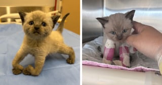Illustration de l'article : Né avec une malformation, ce chaton de 5 semaines fait preuve d’un courage bouleversant pour apprendre à marcher comme les autres (vidéo)