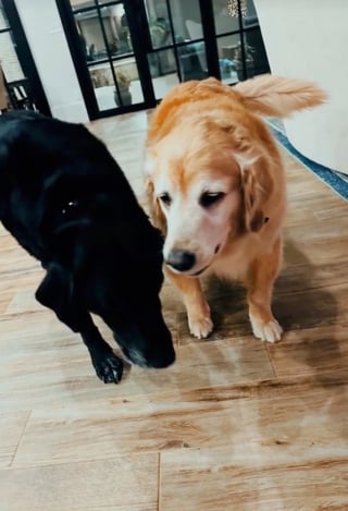 Illustration de l'article : Pour célébrer son 12e anniversaire, ce chien senior est accueilli par 12 nouveaux petits compagnons en peluche (vidéo)