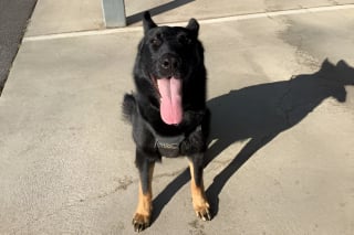 Illustration de l'article : Ejecté de la voiture lors d’un grave accident, un chien policier appelé à traquer un dangereux criminel est protégé par un passant jusqu’à l’arrivée des secours