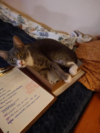 Illustration de l'article : Passionnée depuis toujours par les félins, l'écrivaine Mollie Hunt a bâti toute sa carrière littéraire autour des chats qui partagent sa vie