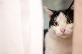 Illustration de l'article : La justice et les associations tissent un nouveau partenariat inédit pour renforcer la protection des animaux victimes de maltraitance